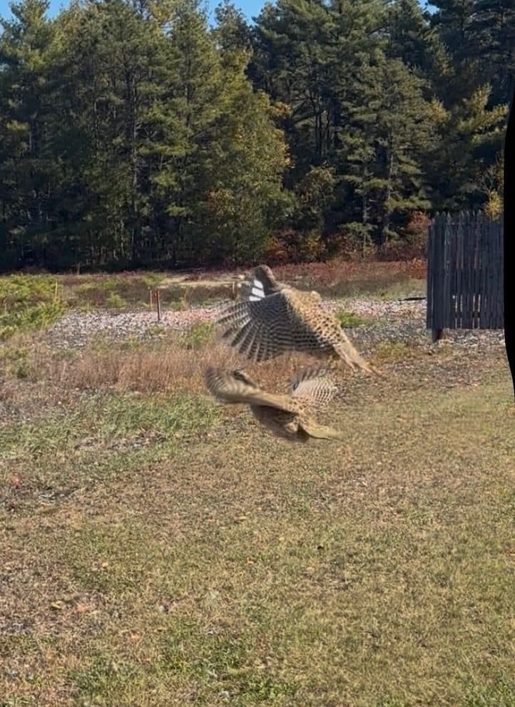 Hen pheasants flushing from the release crate
