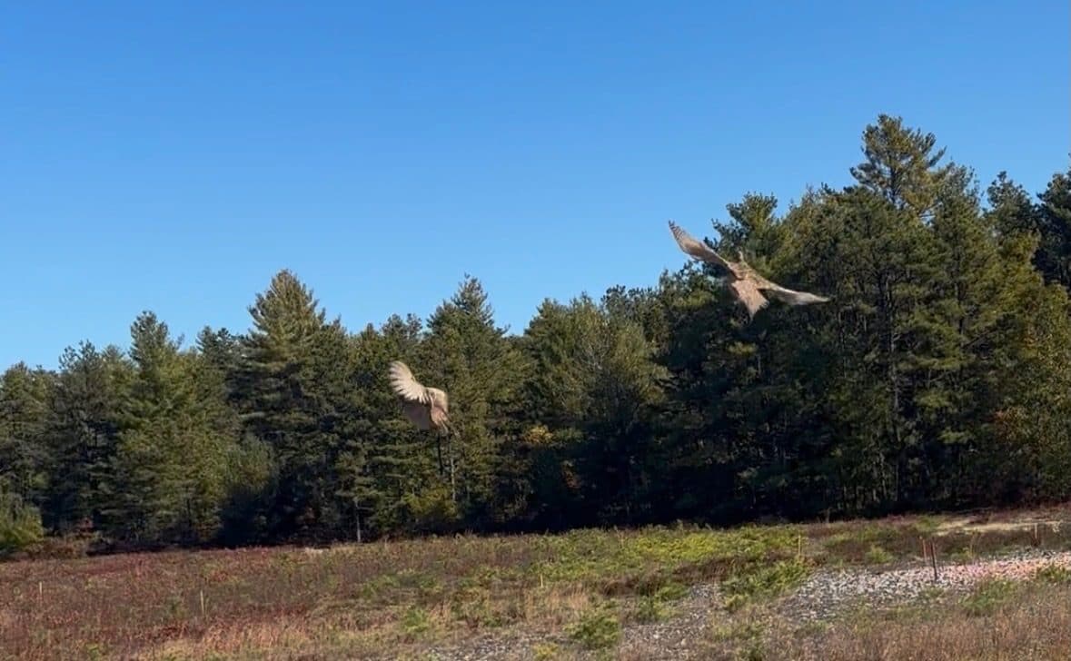 Two hen pheasants in flight over the field